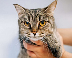 Кошки в Зеленограде: Глен ищет дом Девочка, Бесплатно - фото 7