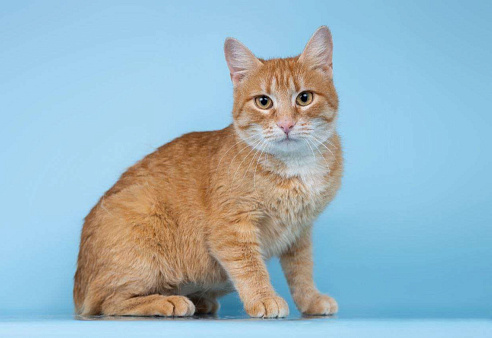 Рыжая Морошка принесет солнышко в ваш дом