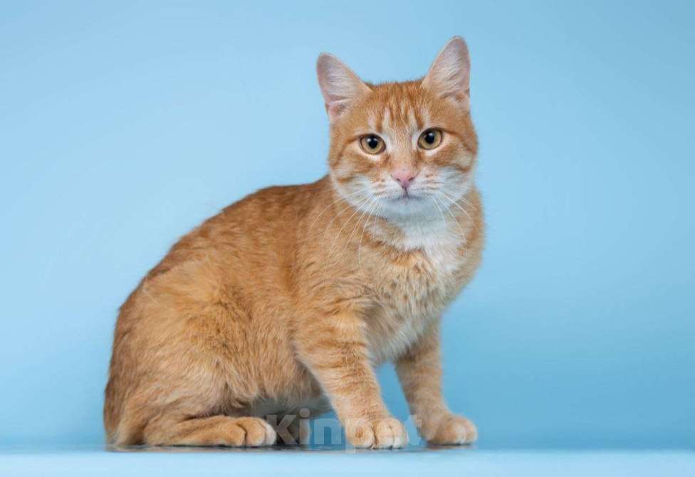 Кошки в Москве: Рыжая Морошка принесет солнышко в ваш дом Девочка, Бесплатно - фото 1