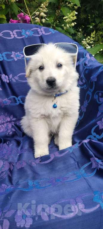 Собаки в Балашихе: щенки от белой овчарки Мальчик, Бесплатно - фото 4