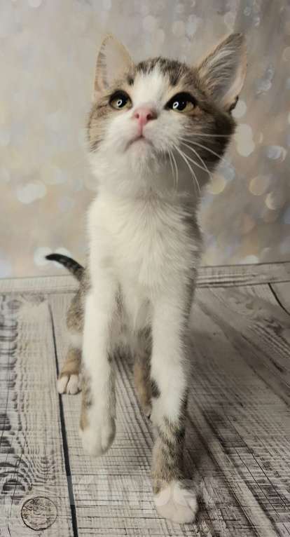 Кошки в Москве: Котёнок в добрые руки  Мальчик, Бесплатно - фото 6