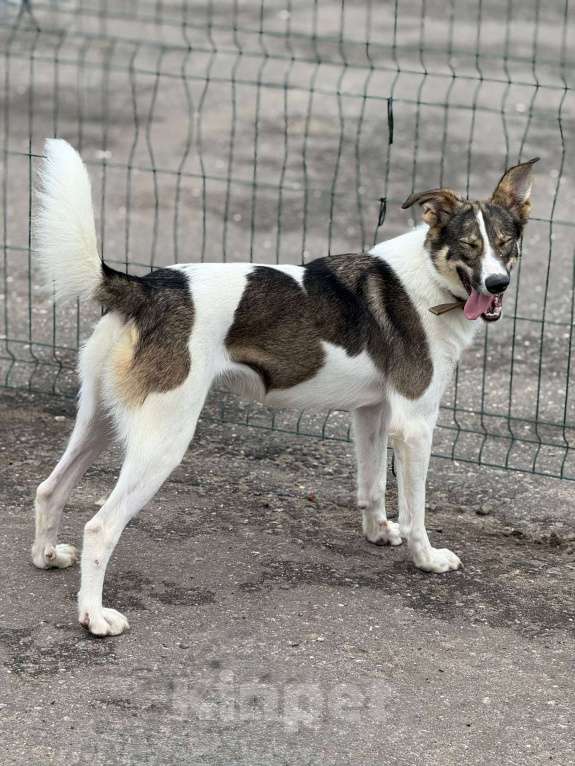 Собаки в Москве: Сильвия Девочка, Бесплатно - фото 6
