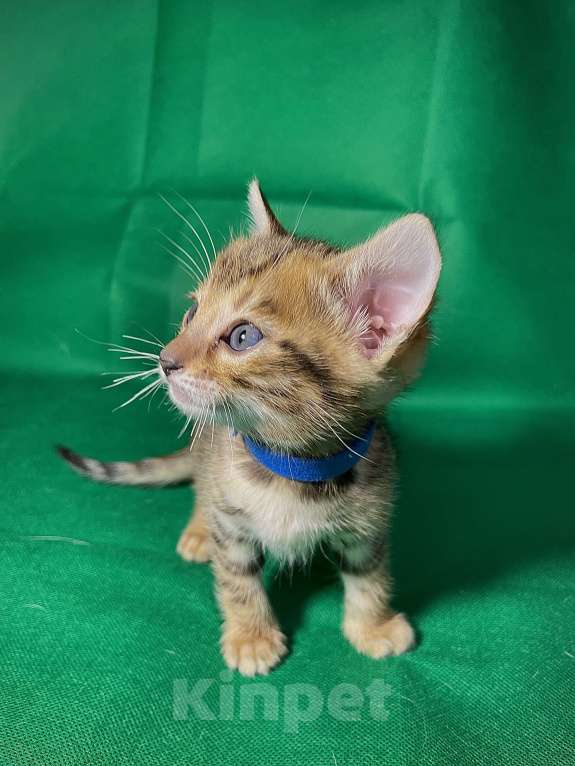 Кошки в Омске: Синий  Мальчик, 15 000 руб. - фото 2