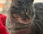 Кошки в Санкт-Петербурге: Кошка очарование Девочка, Бесплатно - фото 10