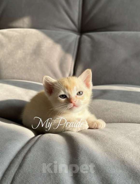 Кошки в Электростали: Бурма европейская. Девочка, 85 000 руб. - фото 2