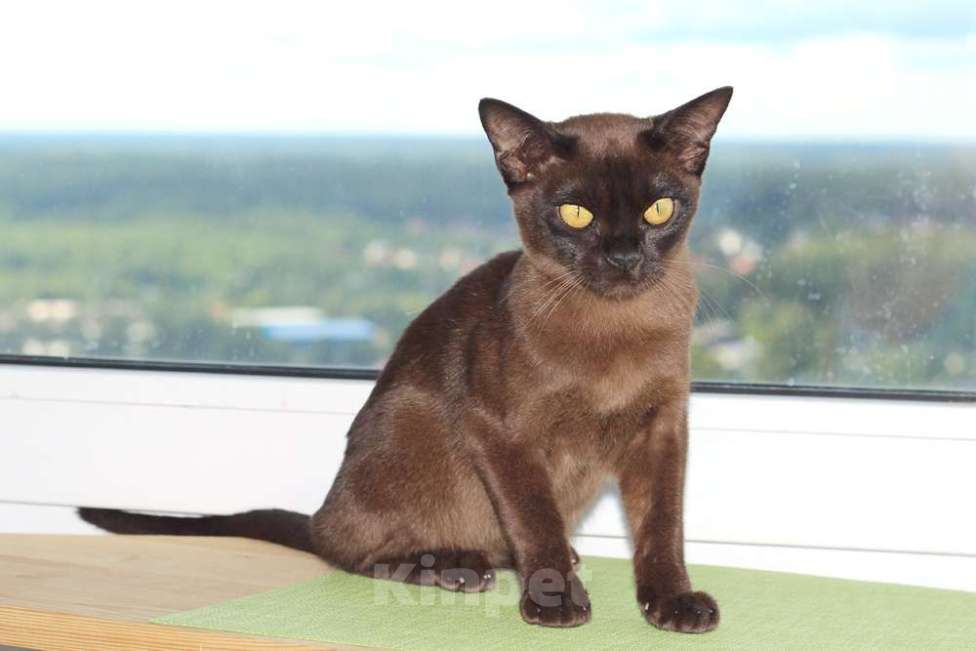 Кошки в Москве: Бурма - котята из питомника Девочка, 90 000 руб. - фото 8