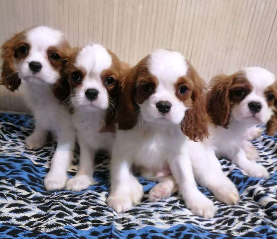 Собаки в Москве: Кавалер Кинг Чарльз спаниель 3 Девочка, 70 000 руб. - фото 4