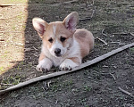 Собаки в Печоре: щенки Вельш корги пемброк Мальчик, 50 000 руб. - фото 2