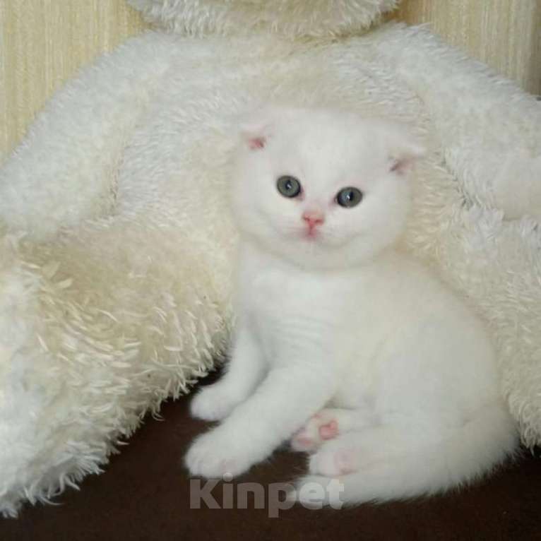 Кошки в Брянске: Шотландские милые котята  Мальчик, 3 000 руб. - фото 1