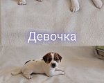 Собаки в Омске: Щенки Джек рассел терьер Девочка, 30 000 руб. - фото 1