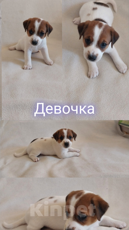 Собаки в Омске: Щенки Джек рассел терьер Девочка, 30 000 руб. - фото 1