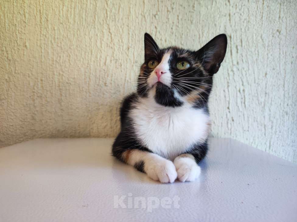 Кошки в Санкт-Петербурге: Кошка в добрые руки  Девочка, Бесплатно - фото 5