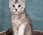 Кошки в Мытищах: Котёнок Мейн-кун Девочка, 40 000 руб. - фото 8
