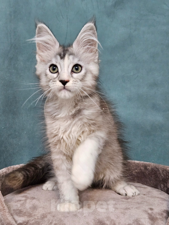 Кошки в Мытищах: Котёнок Мейн-кун Девочка, 40 000 руб. - фото 8
