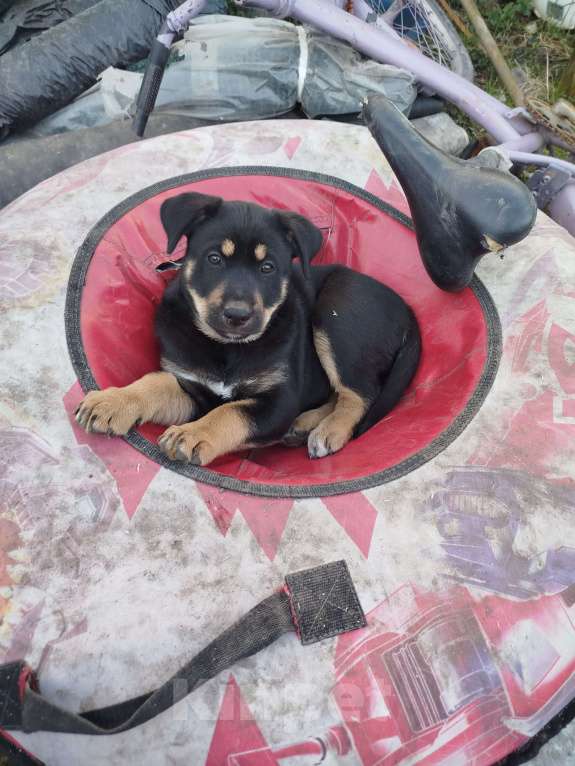 Собаки в других городах Калининградской области: Щенки в добрые руки Девочка, Бесплатно - фото 2