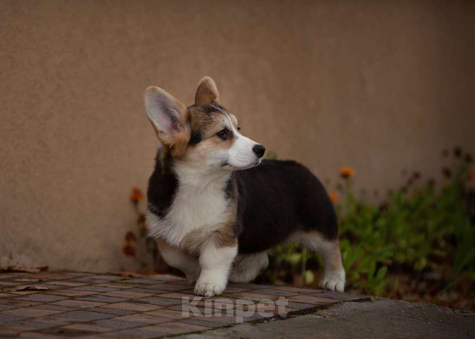 Собаки в Санкт-Петербурге: Корги Мальчик, 90 000 руб. - фото 9