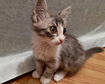 Кошки в Армавире: Заберите срочно котёнка Девочка, Бесплатно - фото 2