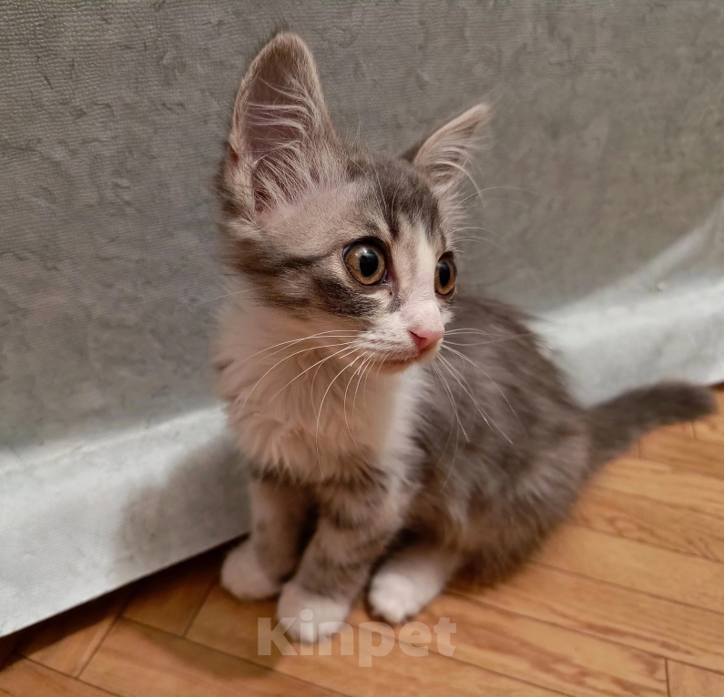 Кошки в Армавире: Заберите срочно котёнка Девочка, Бесплатно - фото 2