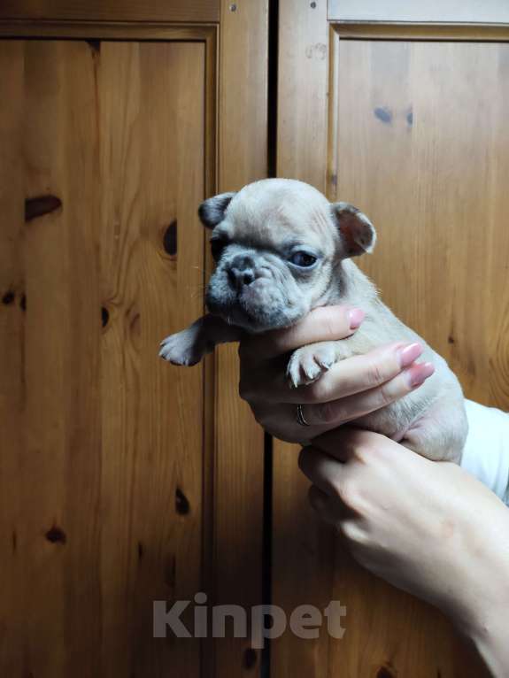 Собаки в других городах Алтайского края: Щенки продаются мальчики и девочки Мальчик, 35 000 руб. - фото 2