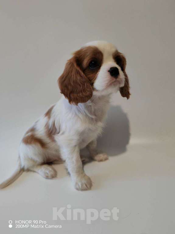 Собаки в других городах Московской области: Девочка кавалер Кинг Чарльз спаниель Девочка, 130 000 руб. - фото 1