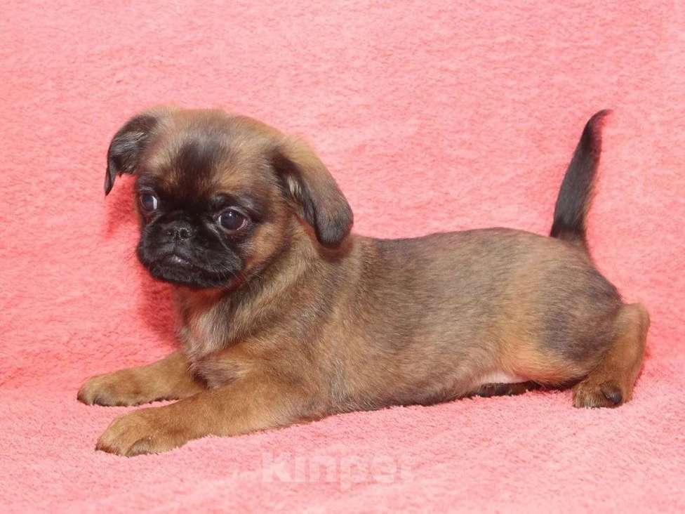 Собаки в Санкт-Петербурге: Улыбка Девочка, 80 000 руб. - фото 7