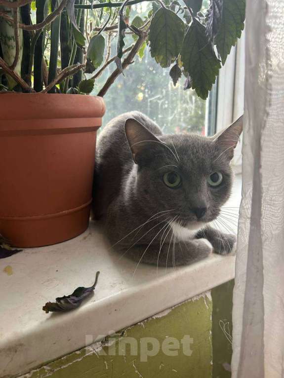 Кошки в Клине: Сева — подарите ему семью Мальчик, Бесплатно - фото 2