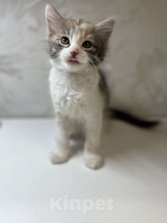 Кошки в Ростове-на-Дону: Манчкин котенок  Девочка, 7 000 руб. - фото 2