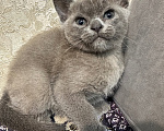 Кошки в Симферополе: Котенок европейской бурмы Девочка, 50 000 руб. - фото 6