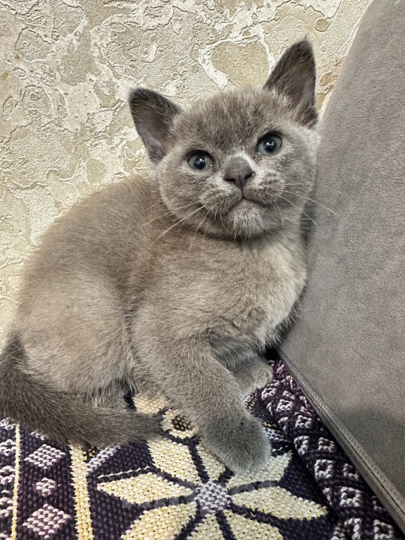 Кошки в Симферополе: Котенок европейской бурмы Девочка, 50 000 руб. - фото 6