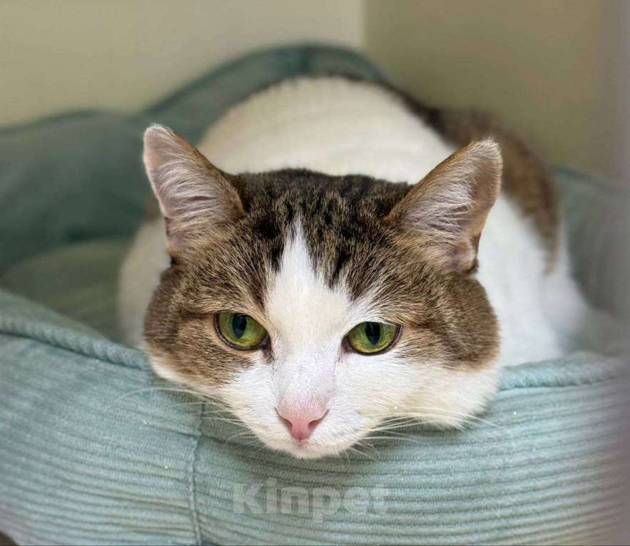 Кошки в Москве: Кошечка Меренга ищет любящую семью! Девочка, Бесплатно - фото 2