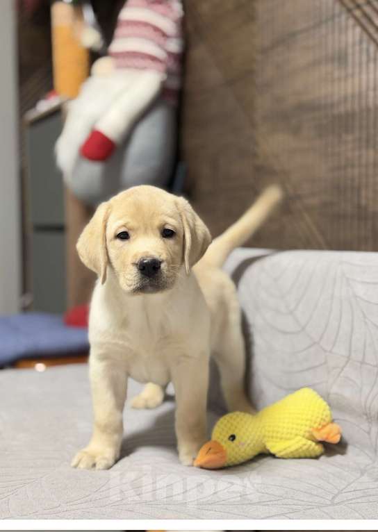 Собаки в других городах Московской области: Щенок лабрадора Мальчик, 80 000 руб. - фото 9