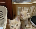 Кошки в Подольске: Отдам котенка в добрые руки Мальчик, Бесплатно - фото 4