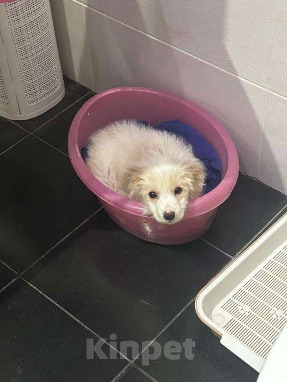 Собаки в Москве: Щенок в добрые руки! Мальчик, Бесплатно - фото 2