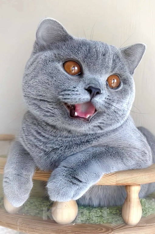 Кошки в Москве: Элитные британские к/ш котята  Девочка, Бесплатно - фото 8