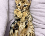 Кошки в других городах Московской области: Бенгальский котенок Девочка, 18 000 руб. - фото 4