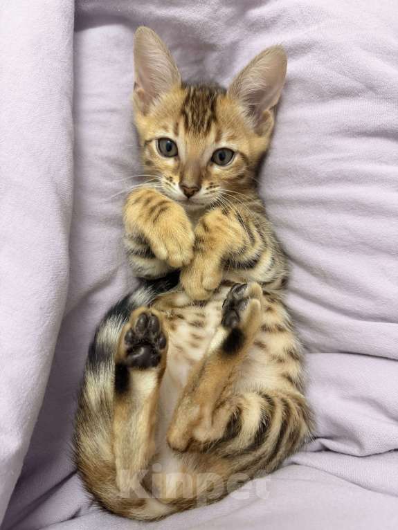 Кошки в других городах Московской области: Бенгальский котенок Девочка, 18 000 руб. - фото 4