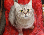 Кошки в Калуге: Юна — молодая шотландская кошка в добрые руки. Девочка, Бесплатно - фото 1