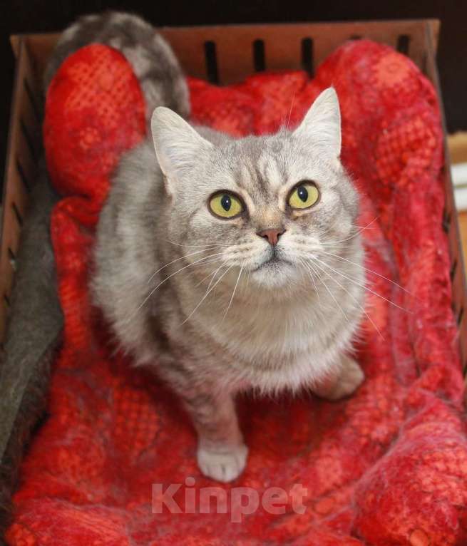 Кошки в Калуге: Юна — молодая шотландская кошка в добрые руки. Девочка, Бесплатно - фото 1