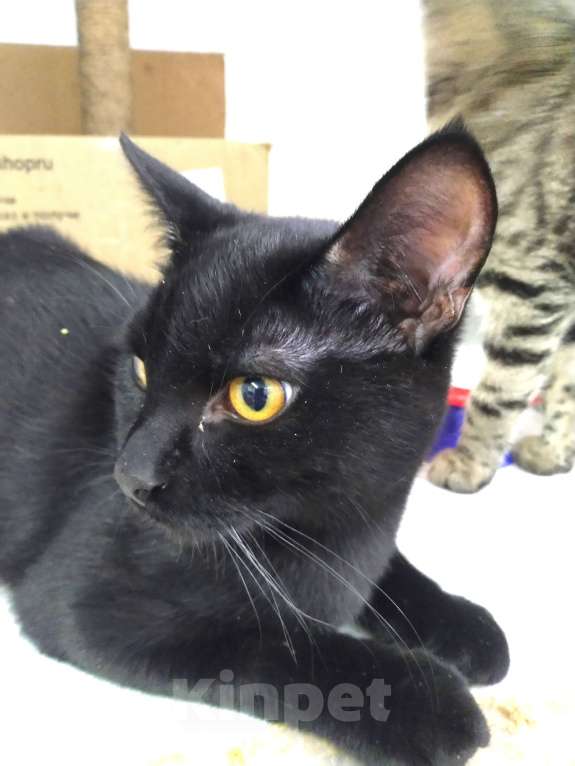 Кошки в Королеве: Котик Лаки ищет дом Мальчик, Бесплатно - фото 5