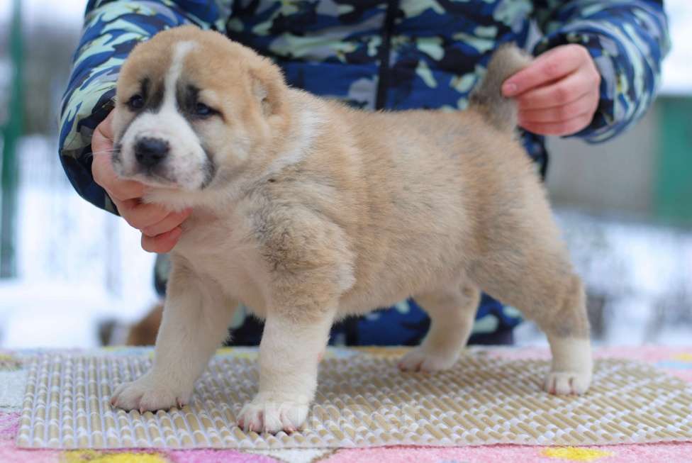 Собаки в Саратове: Щенок САО Девочка, Бесплатно - фото 2