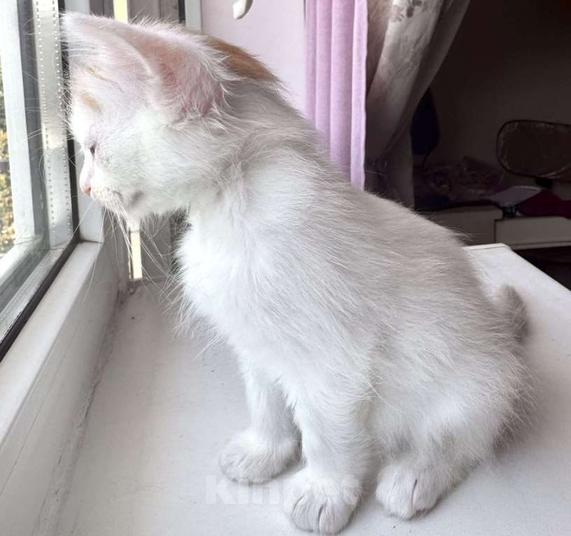 Кошки в Анапе: Продаю котика породы Турецкий Ван Девочка, 10 000 руб. - фото 4