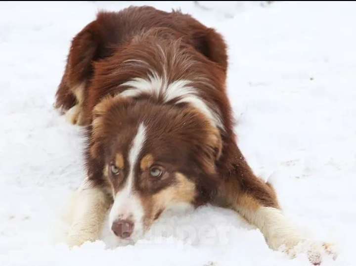 Собаки в Симферополе: Подрощенный щенок Бордер колли девочка Девочка, Бесплатно - фото 1