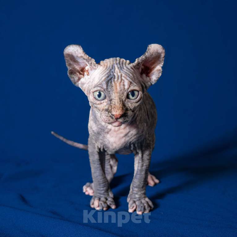 Кошки в Москве: Сфинкс эльф Девочка, 40 000 руб. - фото 4