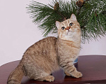 Кошки в Краснодаре: Шотландский котик., 25 000 руб. - фото 2