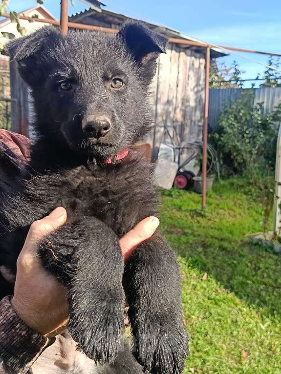 Собаки в Кольчугино: Щенки немецкой овчарки. Девочка, 15 000 руб. - фото 3