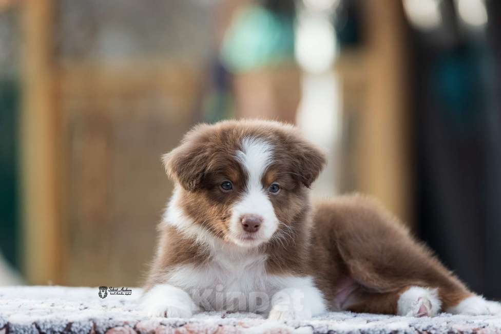 Собаки в Москве: Австралийская овчарка, аусси Мальчик, 70 000 руб. - фото 3