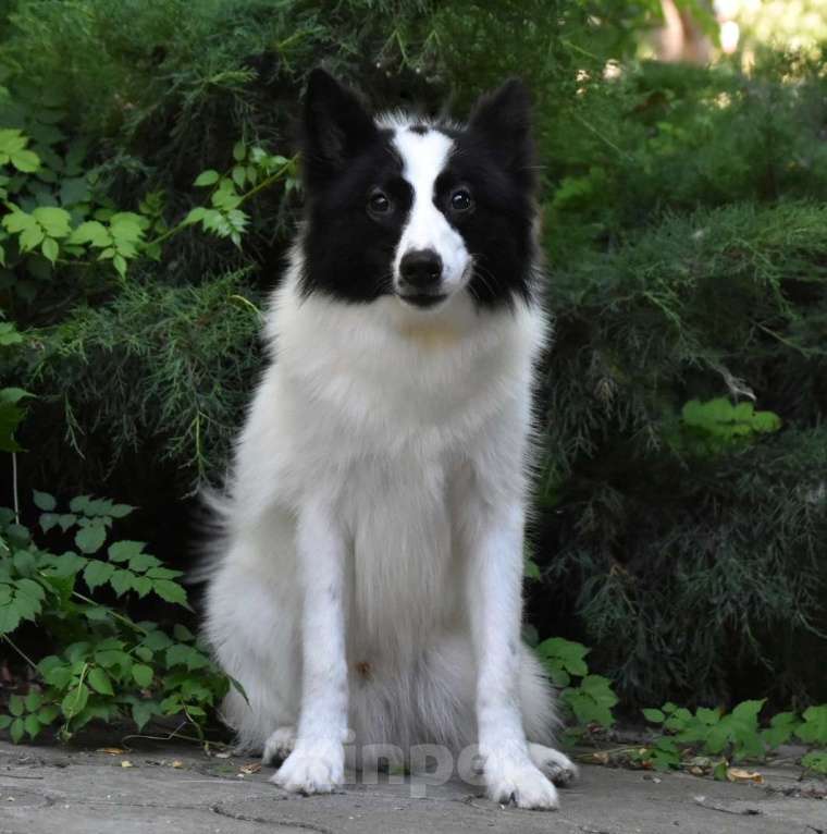 Собаки в Москве: Ненецкая оленегонная лайка. Кобель Центурион.  Мальчик, 60 000 руб. - фото 7