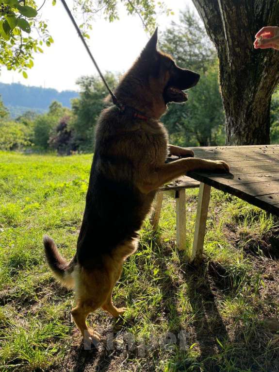 Собаки в других городах Краснодарского края: Ральф немец в дар чипирован кастрирован возможна доставка Мальчик, Бесплатно - фото 3