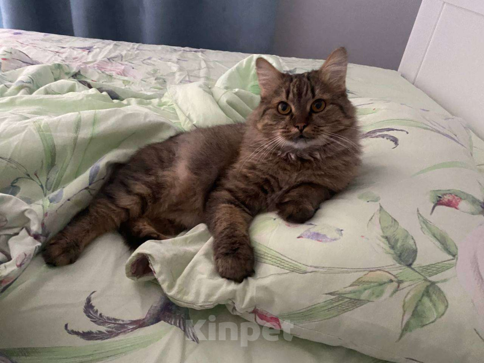 Кошки в Москве: Замурчательный котик Лекс Мальчик, Бесплатно - фото 10