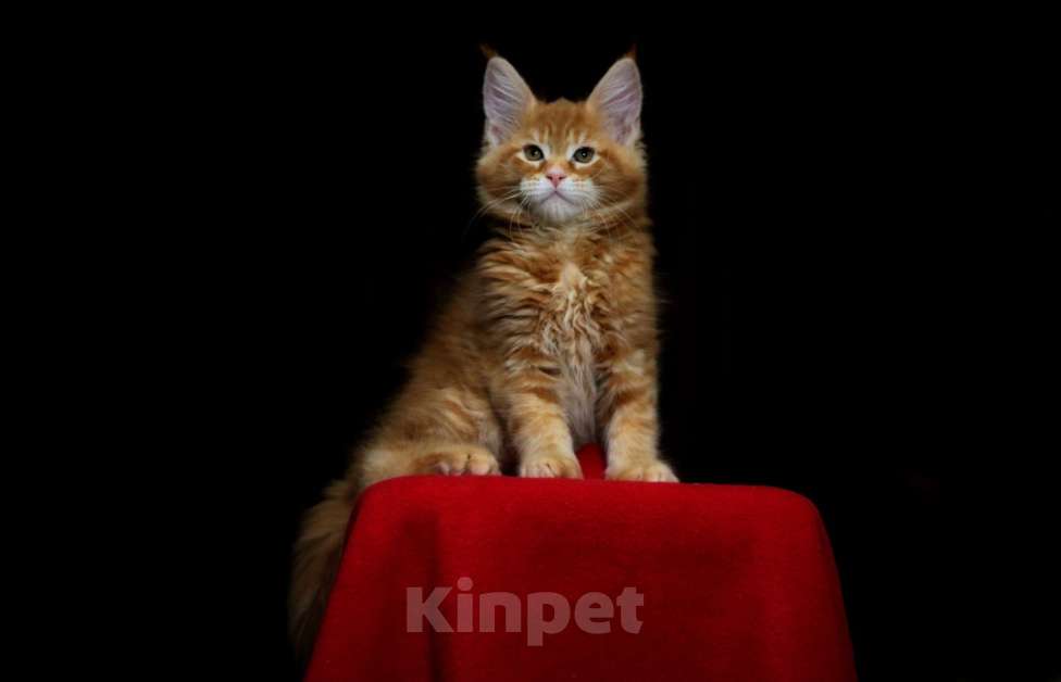 Кошки в Иваново: Котёнок мейн кун . Мальчик, 50 000 руб. - фото 3